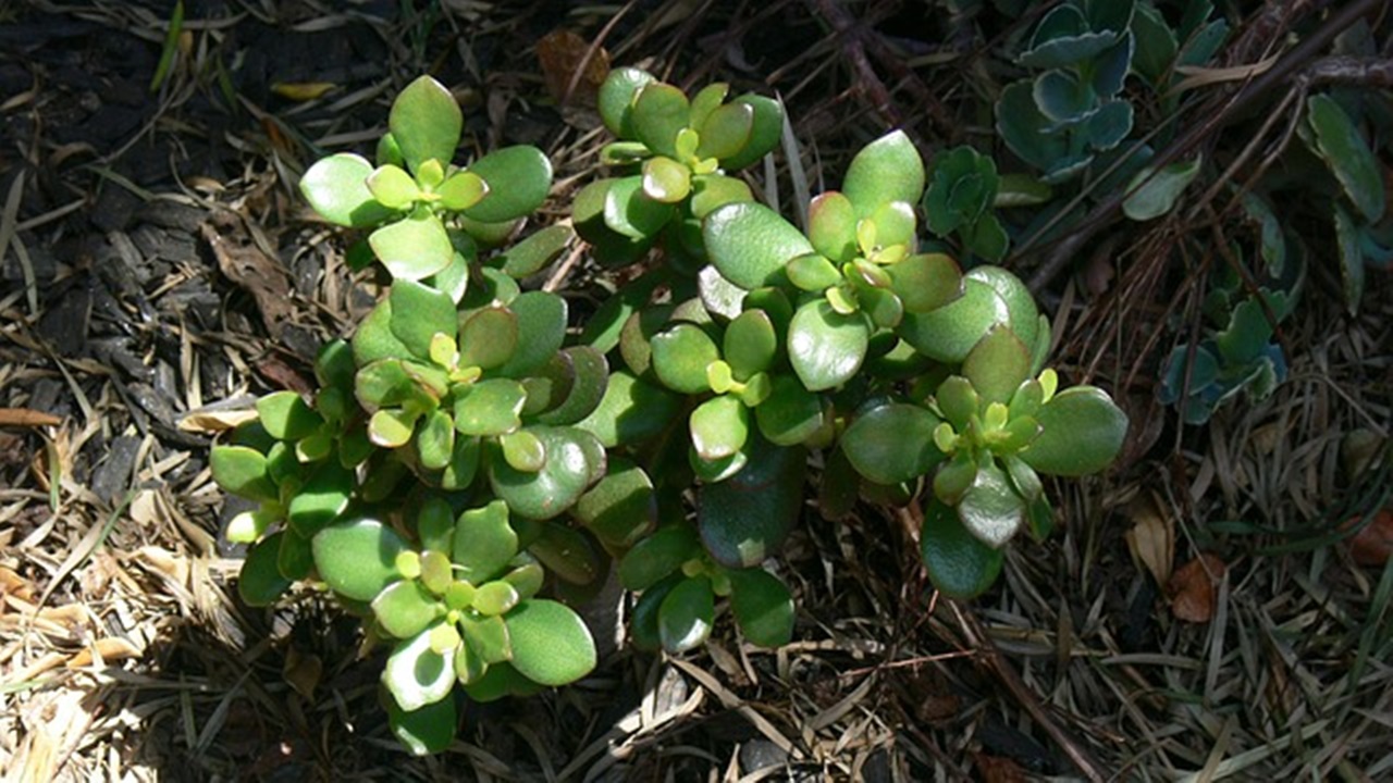 pianta succulenta