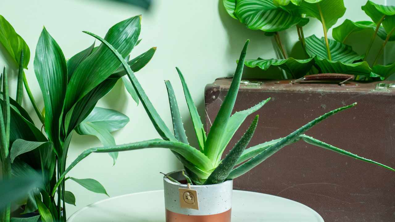 L'Aloe vera nel soggiorno: ecco perché dovresti averne una anche tu