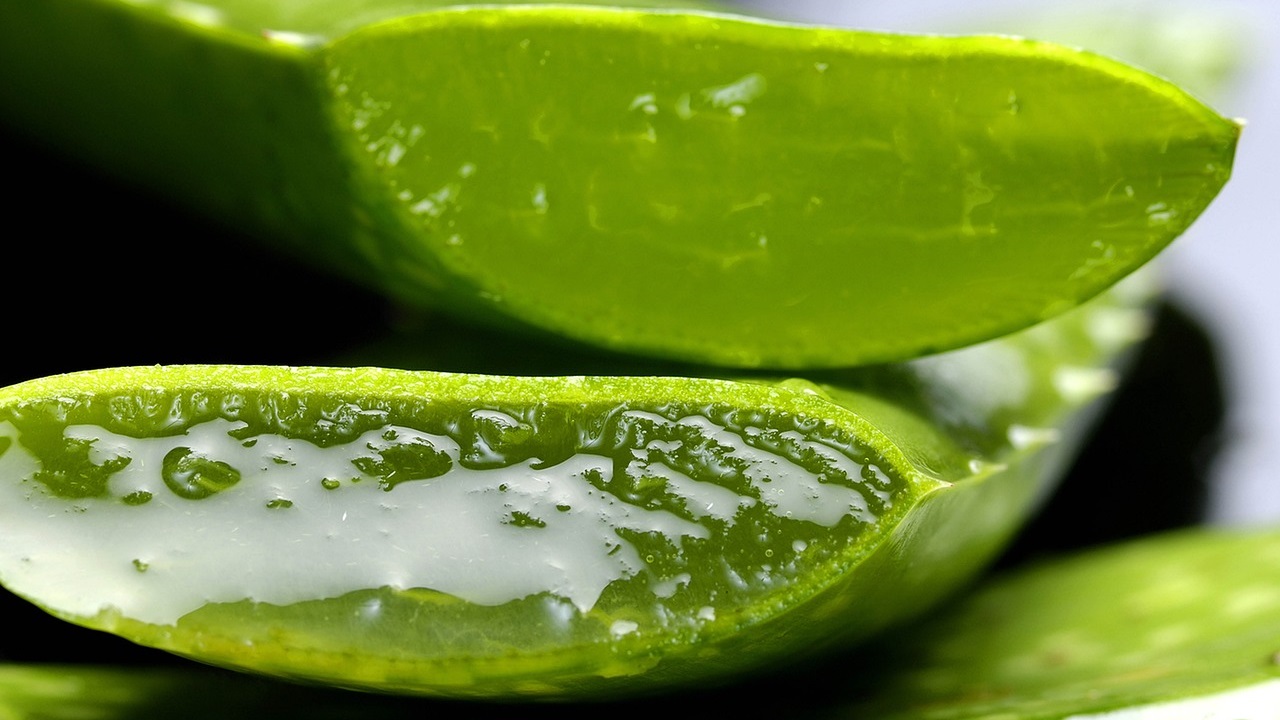 gel di aloe