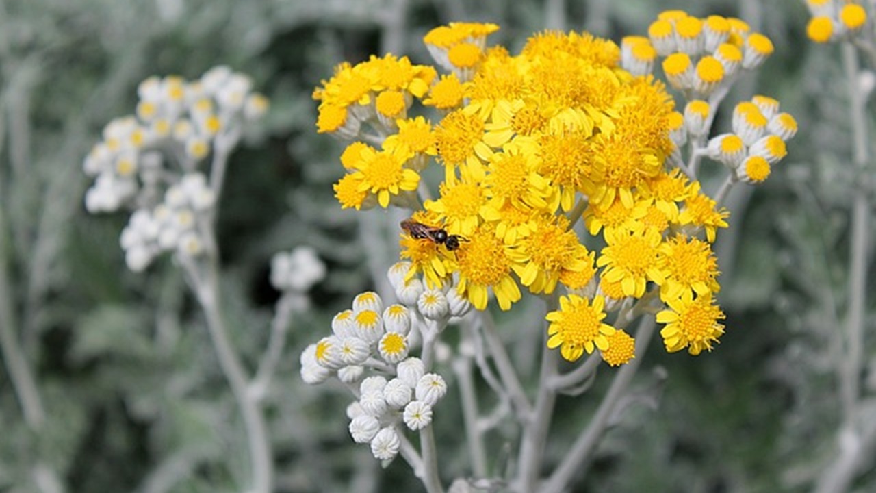 fiori di Assenzio