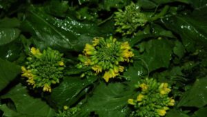 Non sapete distinguere i broccoletti dalle cime di rapa o dai friarelli? Oggi vi spieghiamo come fare