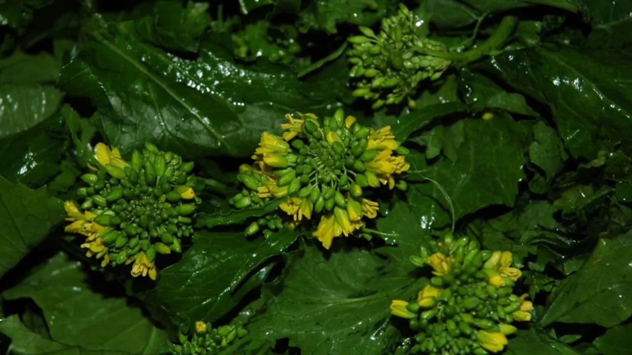 broccoletti cime rapa