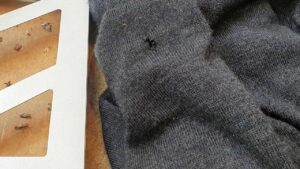 Hai trovato un buco sul tuo maglione? La colpa è tutta di questi insetti