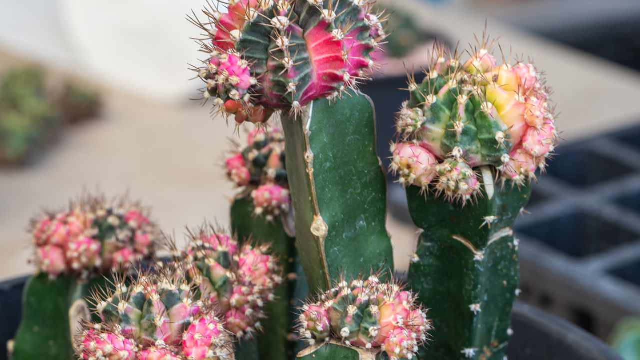 cactus fiorito