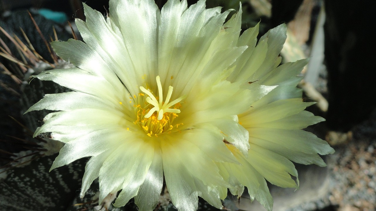 cactus berretta del vescovo