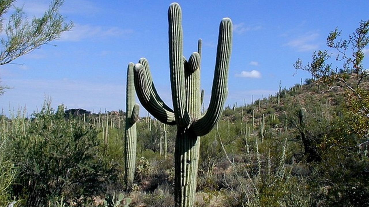 saguaro