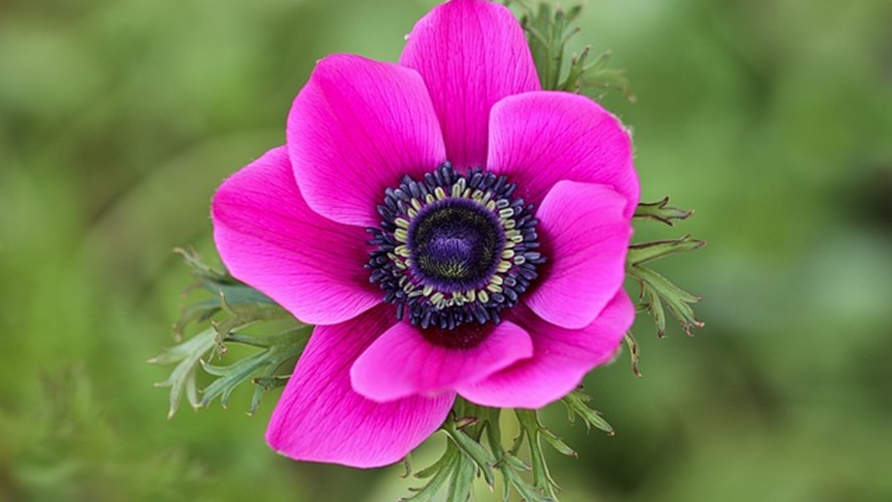 fiore di cineraria