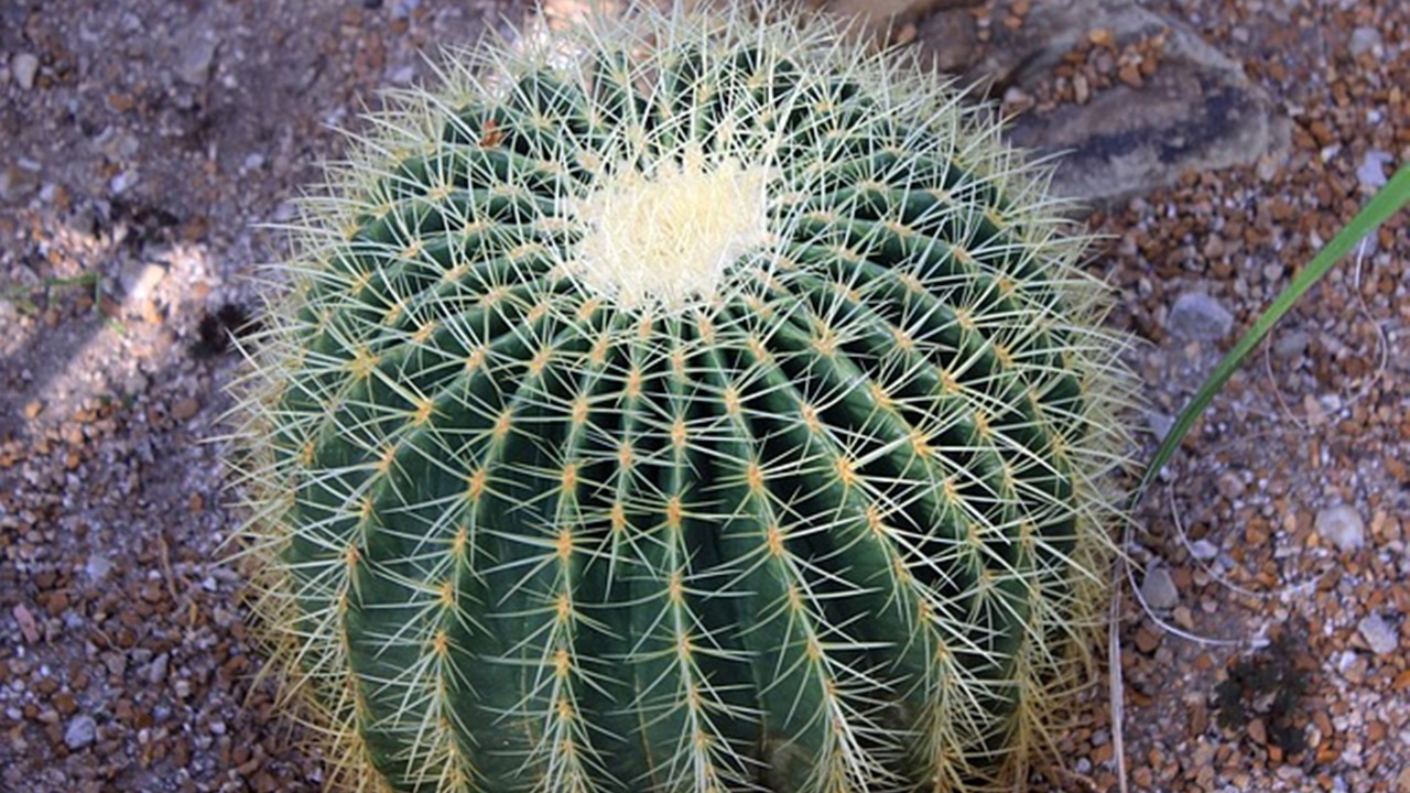 cactus