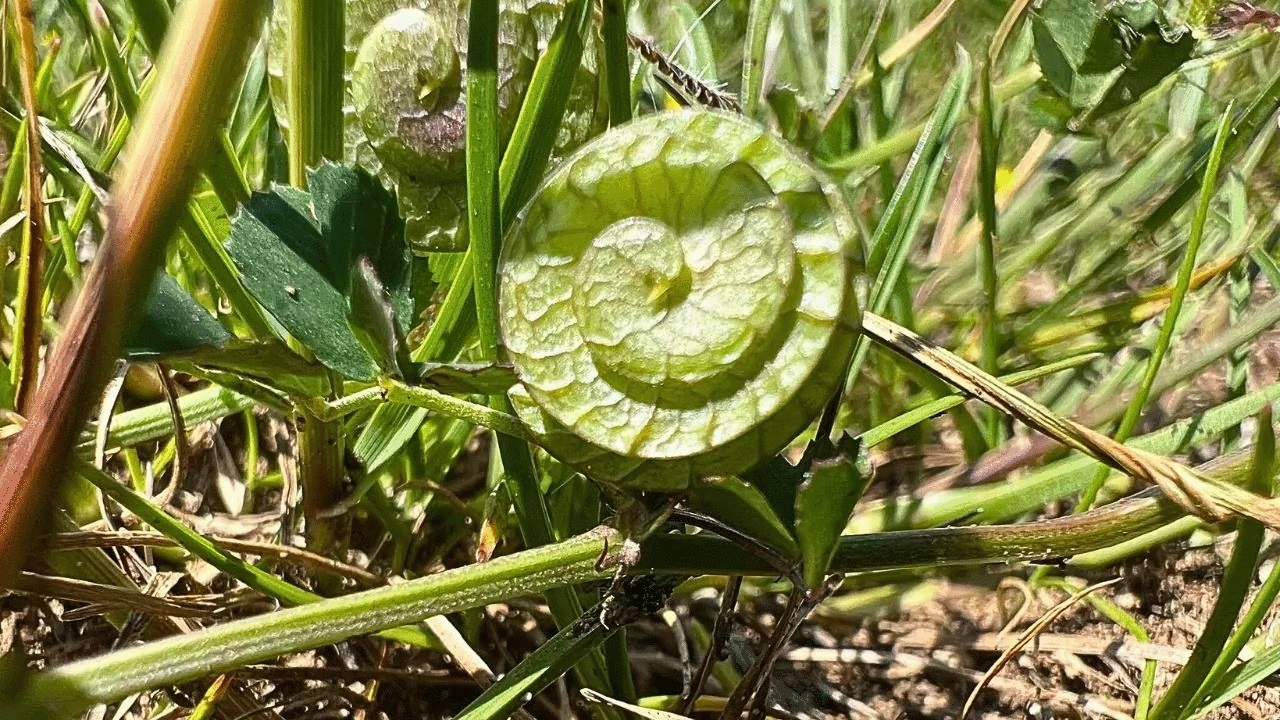 pianta a spirale