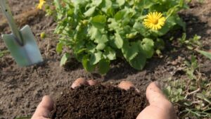 Questo fertilizzante naturale e antiparassitario rivoluzionerà il tuo giardino: ecco cosa devi fare