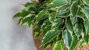 Il Ficus Benjamin ha le foglie gialle? Ecco i motivi