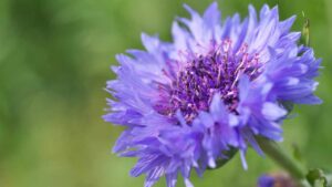 Se vuoi un giardino colorato e bello in primavera, devi iniziare adesso con questo fiore