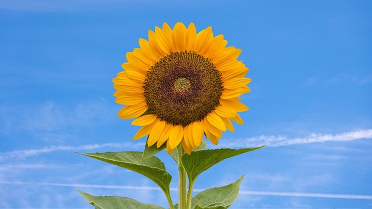 girasole