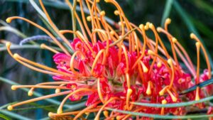 Questa è la bellissima pianta che fiorisce subito, per accogliere la primavera nel tuo giardino