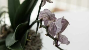 La tua orchidea sta morendo? Ecco come rivitalizzarla subito