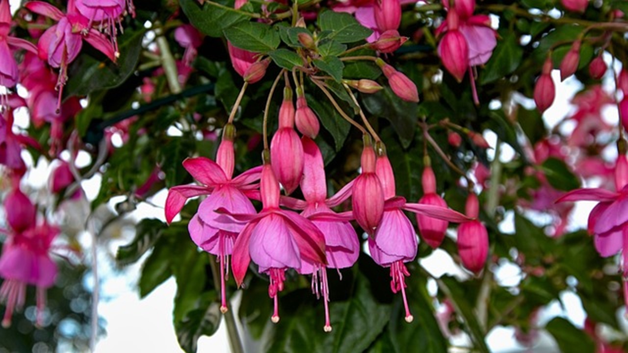 pianta fucsia