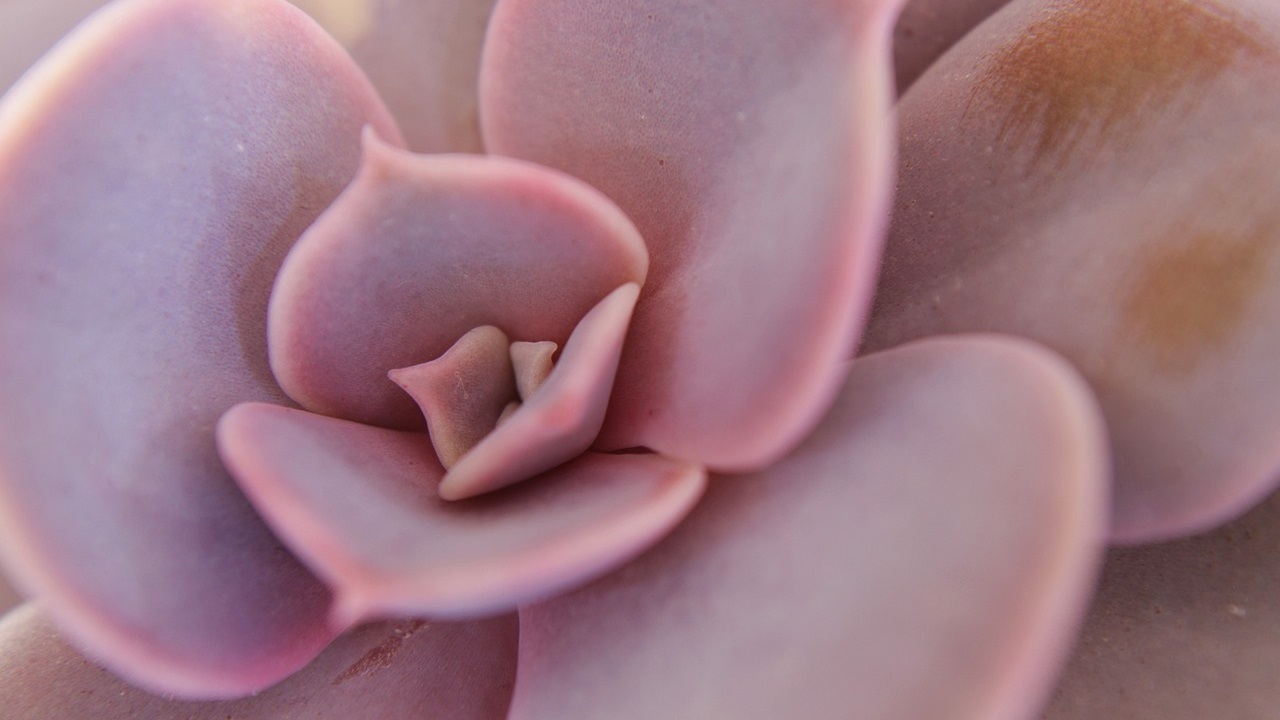 Echeveria lilacina