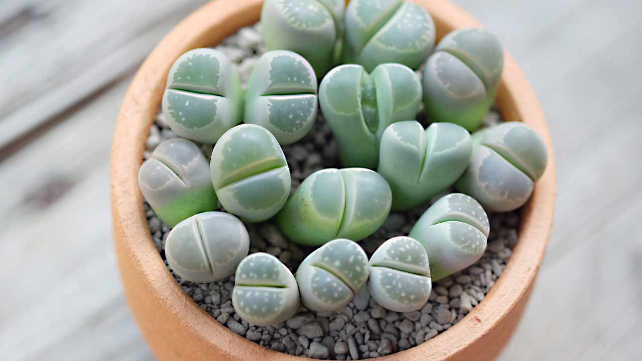 succulenta