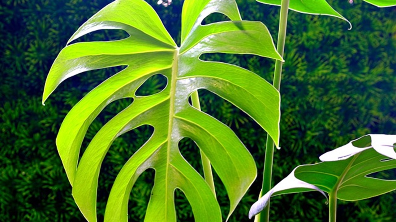 monstera