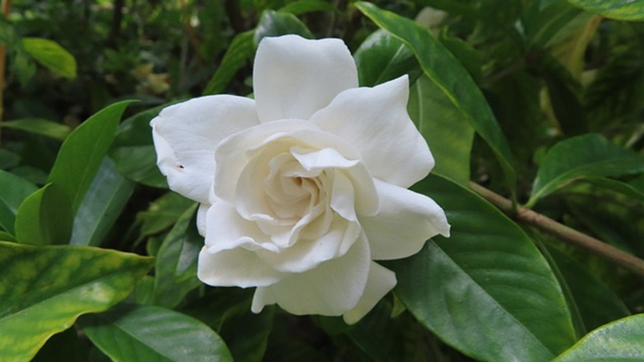 gardenia