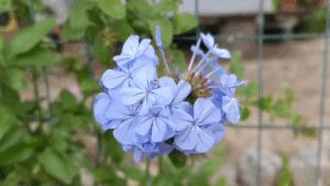 La pianta dal colore del cielo e del mare: scopri come coltivare la piombaggine per arricchire il tuo giardino