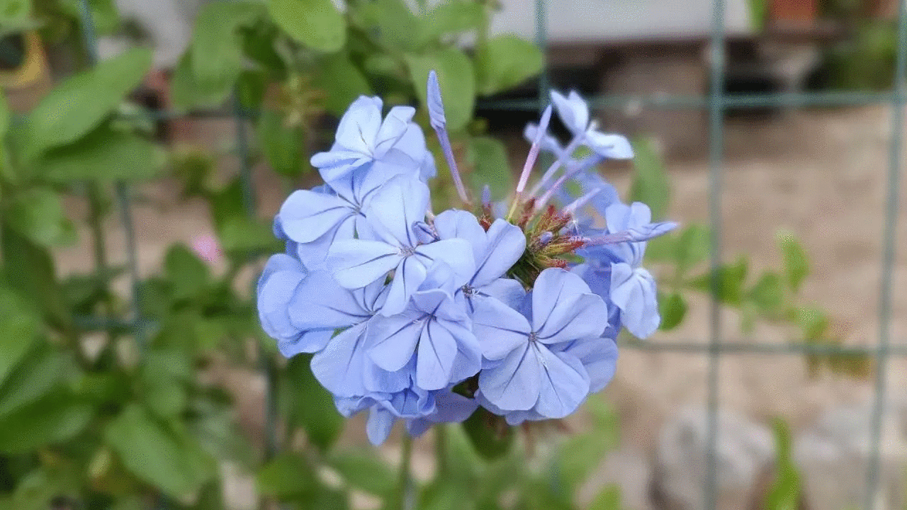 plumbago