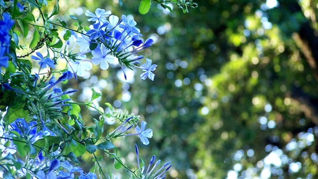 Gelsomino azzurro