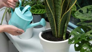 Perché la sansevieria è chiamata lingua di suocera? La risposta potrebbe essere proprio quella che stai pensando