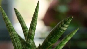 Sansevieria cylindrica, come prendersi cura della pianta che produce ossigeno anche di notte