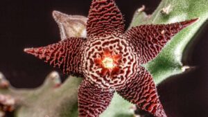 Lo chiamano il fiore carogna, come si coltiva la Stapelia