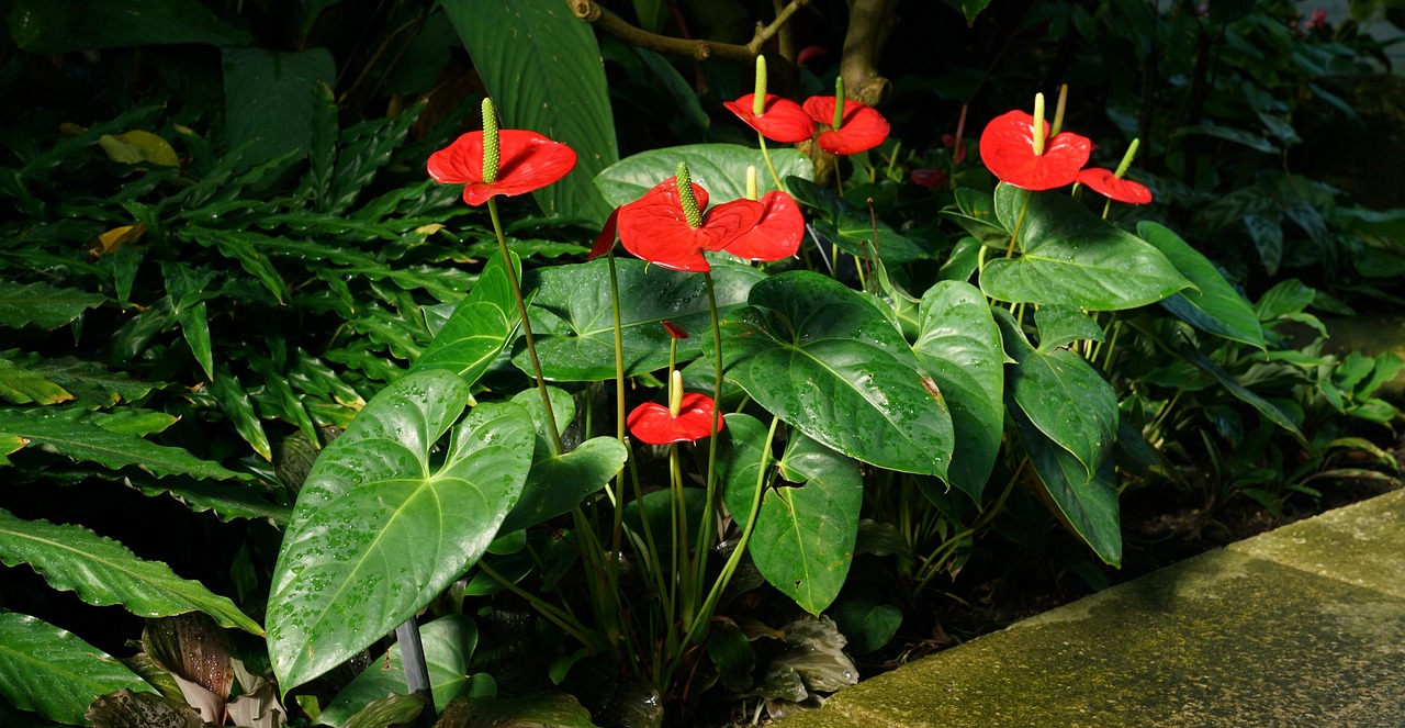 Anthurium fiorito