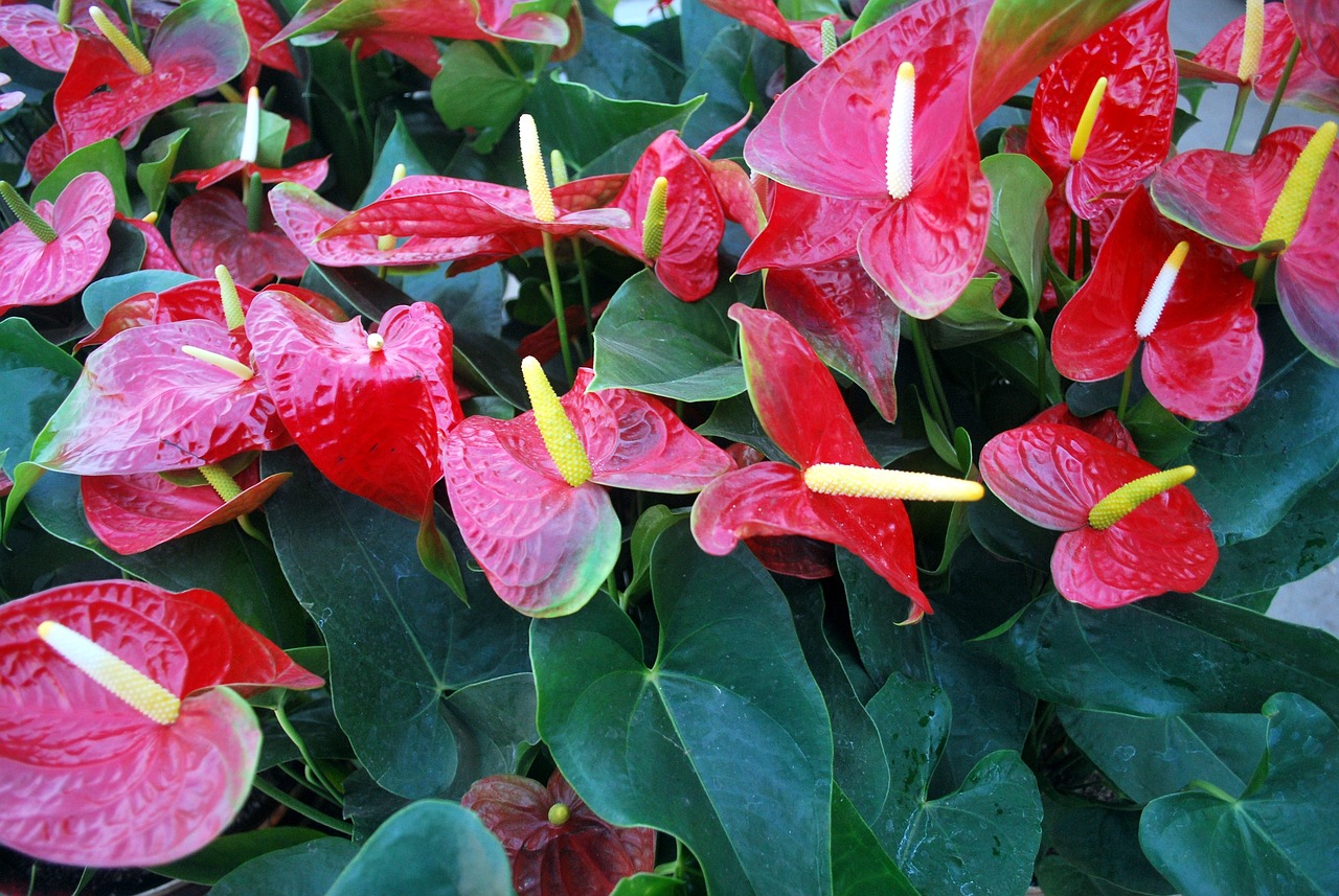 Coltivazione Anthurium