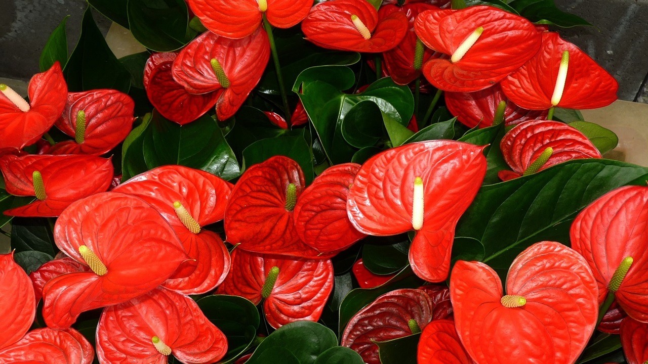 Pianta Anthurium