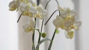 Sai cosa sono i keiki delle orchidee? Ti diciamo come prendertene cura