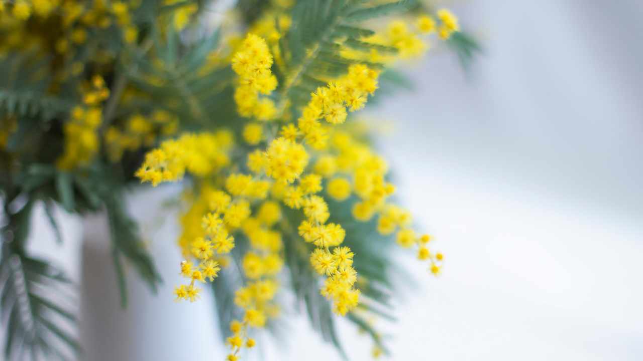 Mimosa