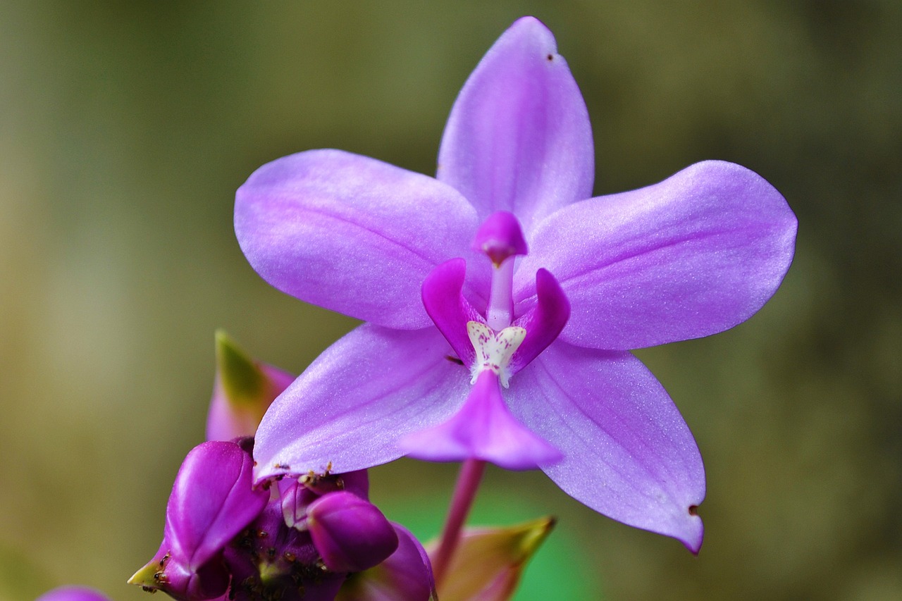 Orchidea viola