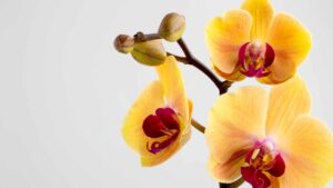 Coltivare le orchidee in acqua, la guida da seguire