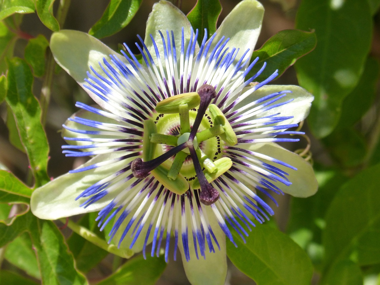 Primo piano Passiflora caerulea