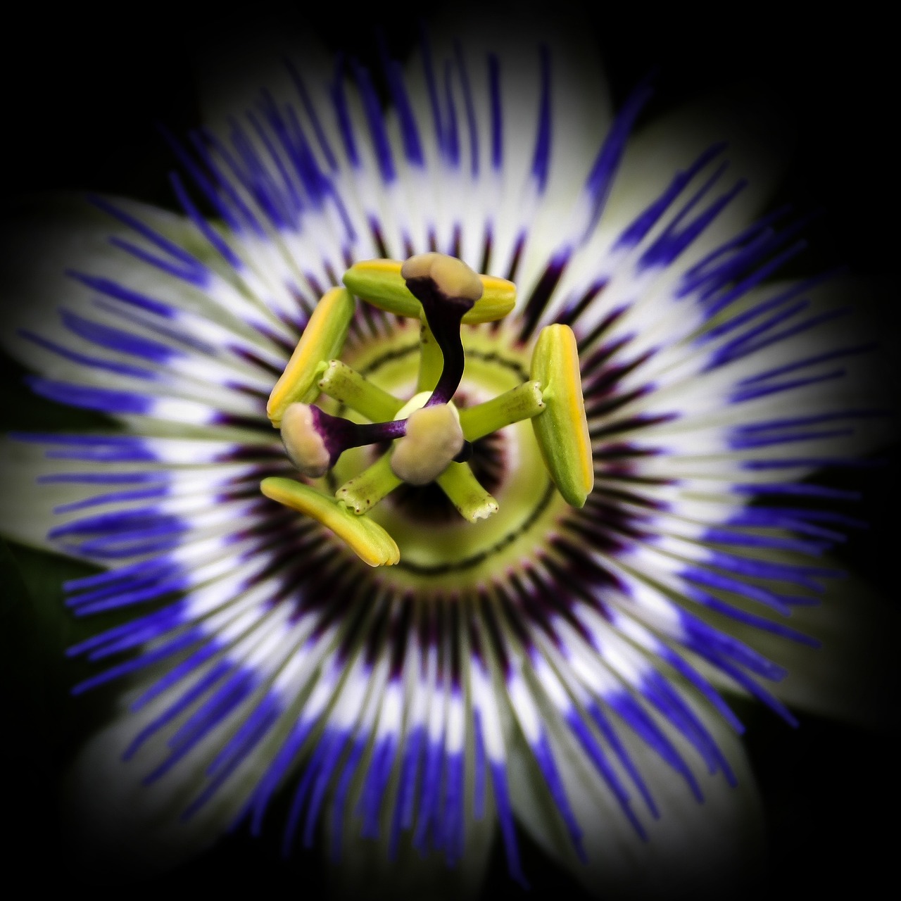 Macro Passiflora caerulea