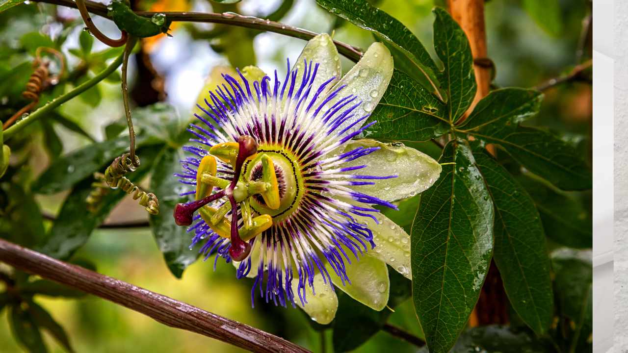 Pianta Passiflora caerulea