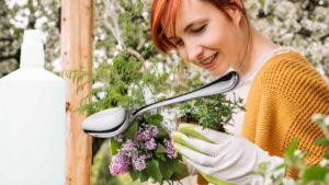 Piante sul balcone sofferenti: hanno bisogno solo di un cucchiaio di acqua ossigenata