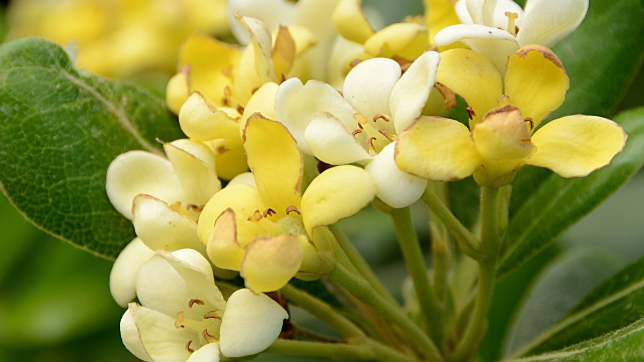 Pittosporum macro