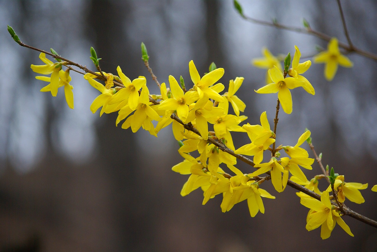 Foglie gialle Forsythia