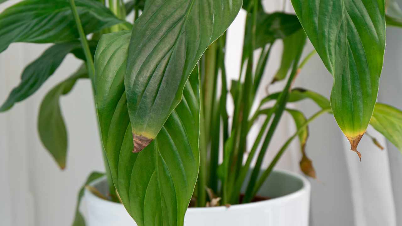 Piante con foglie dalle punte marroni