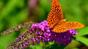 Se vuoi attirare le farfalle nel tuo giardino, scopri questa bellissima ed incredibile pianta