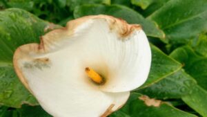 Come rivitalizzare la tua calla: addio foglie gialle e appassite