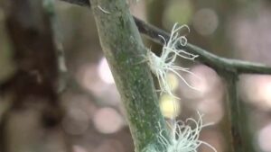 È stato avvistato uno stranissimo insetto con i “capelli come Einstein”. Di cosa si tratta