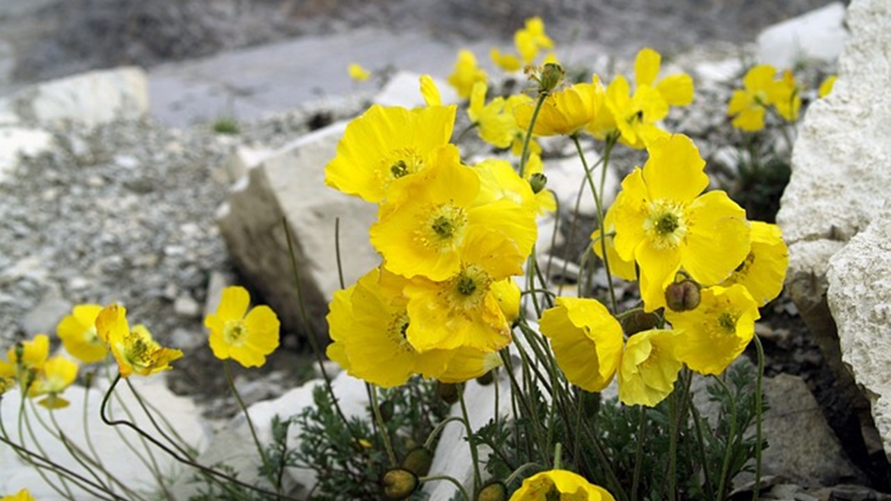 fiore giallo