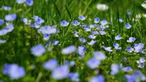 Veronica: la pianta selvatica dalle proprietà benefiche