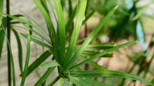 È questa la pianta ideale per avere un giardino bellissimo: scegli la Carex